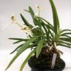 Neofinetia falcata nangoku-No-Mai 南国の舞 